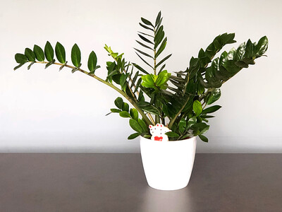 Купить Замиокулькас /Zamioculcas купить или заказать в Минске с доставкой | Sadovskaya.by в магазине флористики Садовская в Минске