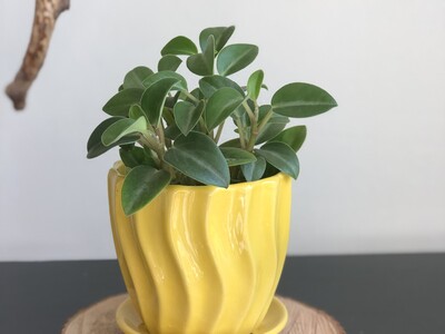 Купить Пеперомии купить или заказать в Минске с доставкой | Sadovskaya.by в магазине флористики Садовская в Минске