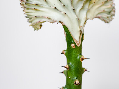 Купить Эуфорбия - суккулент в горшке в Минске с доставкой в магазине флористики Садовская в Минске