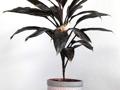 Купить Кордилина (Cordyline) купить или заказать в Минске с доставкой | Sadovskaya.by в магазине флористики Садовская в Минске