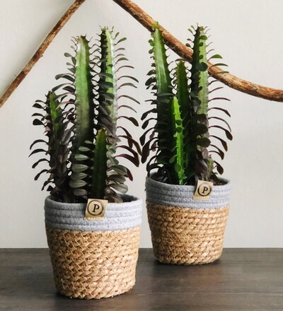 Купить Купить комнатное растение Эуфорбия  с доставкой в Минске  в магазине флористики Садовская в Минске