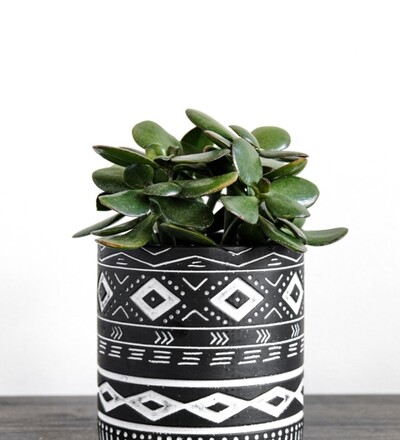 Купить Купить комнатное растение Толстянка Т-1  с доставкой в Минске  в магазине флористики Садовская в Минске