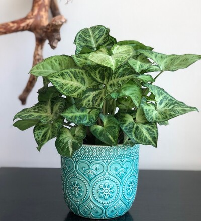 Купить Купить комнатное растение С-1  с доставкой в Минске  в магазине флористики Садовская в Минске