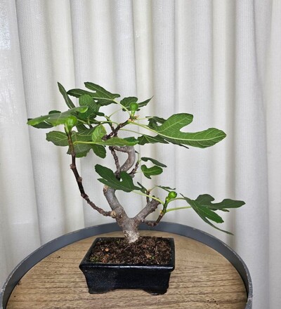 Купить Купить бонсай фикус Карика (инжир) с доставкой в Минске  в магазине флористики Садовская в Минске