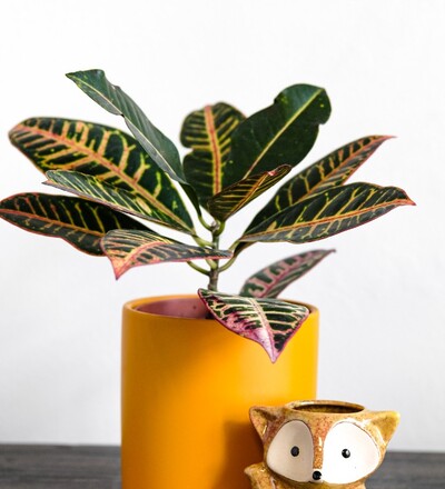 Купить Купить комнатное растение  Кодиеум пёстрый КП-1  с доставкой в Минске  в магазине флористики Садовская в Минске