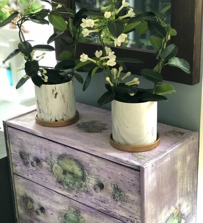 Купить Купить комнатное растение  Стефанотис с доставкой в Минске  в магазине флористики Садовская в Минске