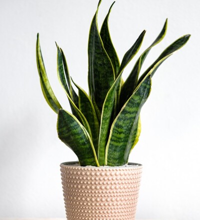 Купить Купить комнатное растение  Сансевиерия трехполосная (Sansevieria trifasciata)  с доставкой в Минске  в магазине флористики Садовская в Минске