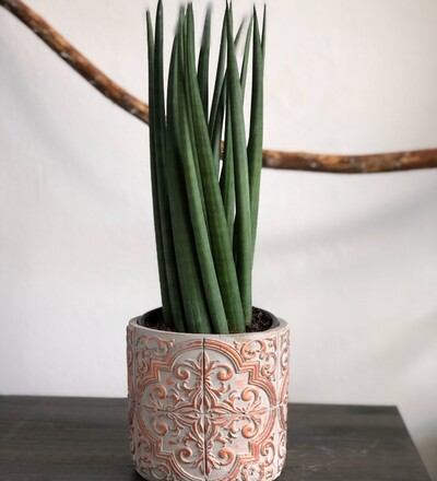 Купить Купить комнатное растение  Сансевиерия цилиндрическая (Sansevieria cylindrica)  с доставкой в Минске  в магазине флористики Садовская в Минске