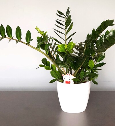 Купить Купить комнатное растение   Замиокулькас / Zamioculcas с доставкой в Минске  в магазине флористики Садовская в Минске