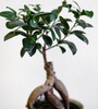 Купить Фикус Гинсенг Бонсай c доставкой от Sadovskaya