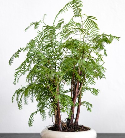Купить Купить Бонсай Метасеквойя / Bonsai Metasequoia с доставкой в Минске  в магазине флористики Садовская в Минске