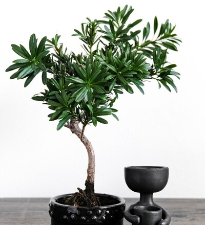 Купить Бонсай Подокарпус / Podocarpus macrophyllus с доставкой в Минске  в магазине флористики Садовская в Минске