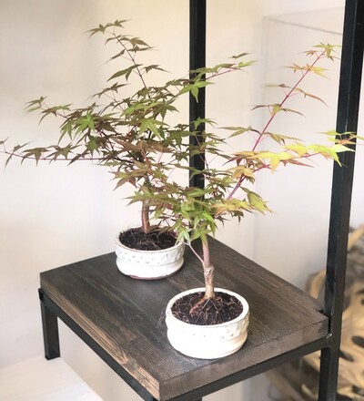 Купить Бонсай Клён японский дланевидный / Acer рalmatum с доставкой в Минске  в магазине флористики Садовская в Минске