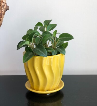 Купить Купить комнатное растение Пеперомия Головатая / Peperomia glabella  с доставкой в Минске  в магазине флористики Садовская в Минске