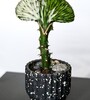 Купить Эуфорбия Лактея Кристата Euphorbia lactea f. cristata c доставкой от Sadovskaya