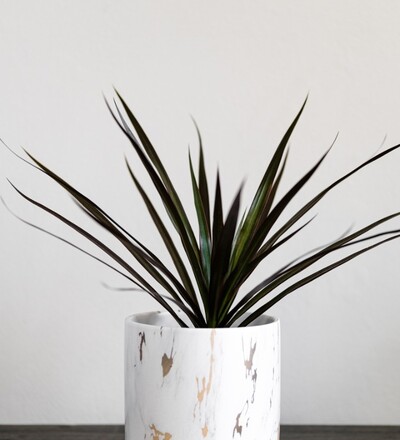 Купить Драцена ЛемонЛайм / Dracaena LemonLime  купить в Минске с доставкой | Sadovskaya.by в магазине флористики Садовская в Минске