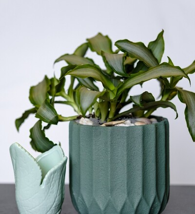 Купить Купить комнатное растение  Мурдания Лориформис Яркая звезда / Murdannia loriformis Bright Star  с доставкой в Минске  в магазине флористики Садовская в Минске