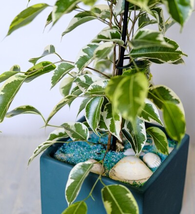 Купить Купить комнатное растение  Фикус Бенджамина Кинки / Ficus Benjamina  55 см с доставкой в Минске  в магазине флористики Садовская в Минске