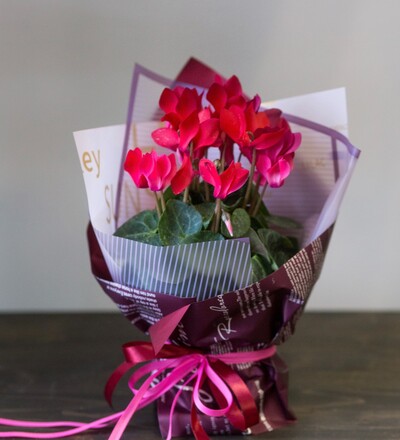 Купить Букет Цикламен в упаковке №1 с доставкой по Минску в магазине флористики Садовская в Минске
