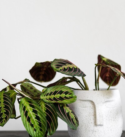 Купить Купить Маранта красножилковая или трехцветная /Maranta leuconeura erythrophylla eritroneura tricolor в Минске в магазине флористики Садовская в Минске