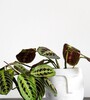 Купить Маранта красножилковая или трехцветная /Maranta leuconeura erythrophylla eritroneura tricolor c доставкой от Sadovskaya