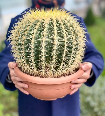 Купить Купить комнатное растение Эхинокактус Горизонтальный / ECHINOCACTUS HORIZONTHALONIUS  с доставкой в Минске  в магазине флористики Садовская в Минске