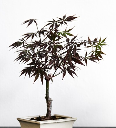 Купить Бонсай Клен /Bonsai Acer 40 см с доставкой в Минске  в магазине флористики Садовская в Минске