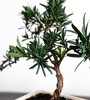 Купить Бонсай Подокарпус /Podocarpus macrophyllus 40 см c доставкой от Sadovskaya