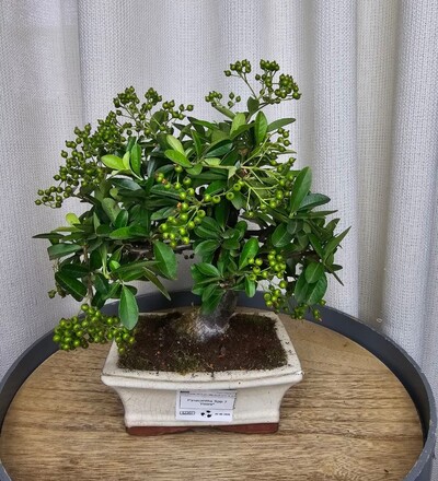 Купить Бонсай Пираканта / Bonsai Pyraantha с доставкой в Минске  в магазине флористики Садовская в Минске
