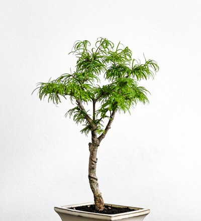 Купить Бонсаи Псевдоларикс /Bonsai Pseudolarix 40 см с доставкой в Минске  в магазине флористики Садовская в Минске