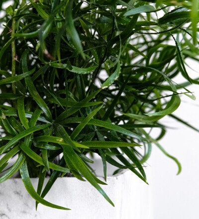 Купить Аспарагус фалькатус / Asparagus falcatus 35 см с доставкой в Минске заказать в магазине флористики Садовская в Минске