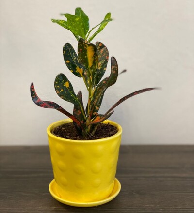 Купить Кодиеум или Кротон Мамми /Codiaeum mammi 25 см  с доставкой в Минске  в магазине флористики Садовская в Минске