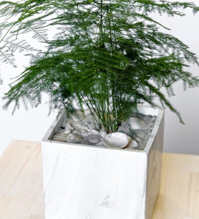 Купить Аспарагус перистый /Asparagus plumosus 35 см с доставкой в Минске заказать в магазине флористики Садовская в Минске