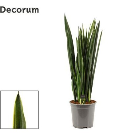 Купить Купить комнатное растение  Сансевиерия Блэк Чёрный  Коралл / Sansevieria Black Coral 70 см с доставкой в Минске  в магазине флористики Садовская в Минске