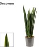 Купить Сансевиерия Блэк Чёрный Коралл /Sansevieria Black Coral 70 см c доставкой от Sadovskaya