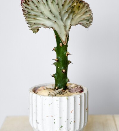 Купить Купить комнатное растение Эуфорбия  с доставкой в Минске  в магазине флористики Садовская в Минске