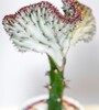 Купить Эуфорбия Лактея Кристата / Euphorbia lactea f cristata 35 см c доставкой от Sadovskaya