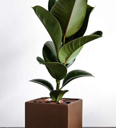 Купить Купить комнатное растение Фикус Каучуконосный Эластика / Ficus elastica 30 см  с доставкой в Минске  в магазине флористики Садовская в Минске