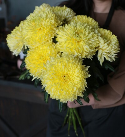 Купить Купить свежую срезку Хризантемы одноголовой Magnum Yellow в Минске с доставкой или поштучно в магазине флористики Садовская в Минске