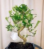 Купить Бонсай Зантоксилум / Zanthoxylum c доставкой от Sadovskaya
