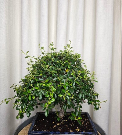 Купить Бонсай Котонеастер/Cotoneaster с доставкой в Минске  в магазине флористики Садовская в Минске