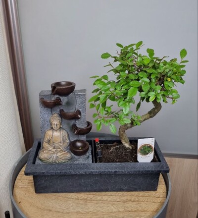 Купить Бонсай вяз мелколистный / Bonsai zelkova parvifolia купить 30 см с доставкой в Минске  в магазине флористики Садовская в Минске