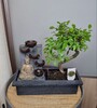 Купить Бонсай вяз мелколистный / Bosai zelkova parvifolia c доставкой от Sadovskaya