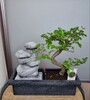 Купить Бонсай вяз мелколистный / Bosai zelkova parvifolia c доставкой от Sadovskaya