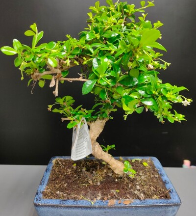 Купить Бонса Кармона / Bonsai Carmona с доставкой в Минске  в магазине флористики Садовская в Минске