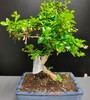 Купить Бонса Кармона / Bonsai Carmona c доставкой от Sadovskaya