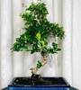 Купить Бонса Кармона / Bonsai Carmona c доставкой от Sadovskaya