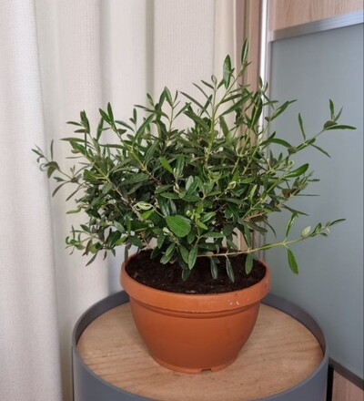 Купить Бонсай олива / Bonsai Olea домашнее дерево в горшке  30 см купить с доставкой в Минске  в магазине флористики Садовская в Минске