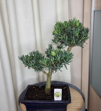 Купить Бонсай Подокарпус / Podocarpus macrophyllus с доставкой в Минске  в магазине флористики Садовская в Минске