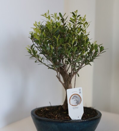 Купить Бонсай сизигиум / Bonsai Syzygium карликовое дерево купить 40 см с доставкой в Минске  в магазине флористики Садовская в Минске